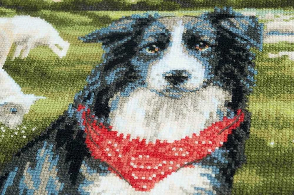 Border Collie siuvinėjimo rinkinys iš RIOLIS Nr.: 1767