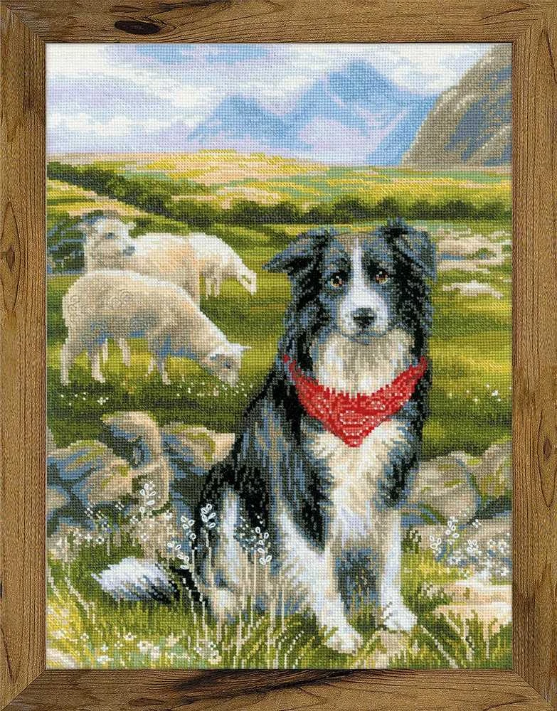 Border Collie siuvinėjimo rinkinys iš RIOLIS Nr.: 1767