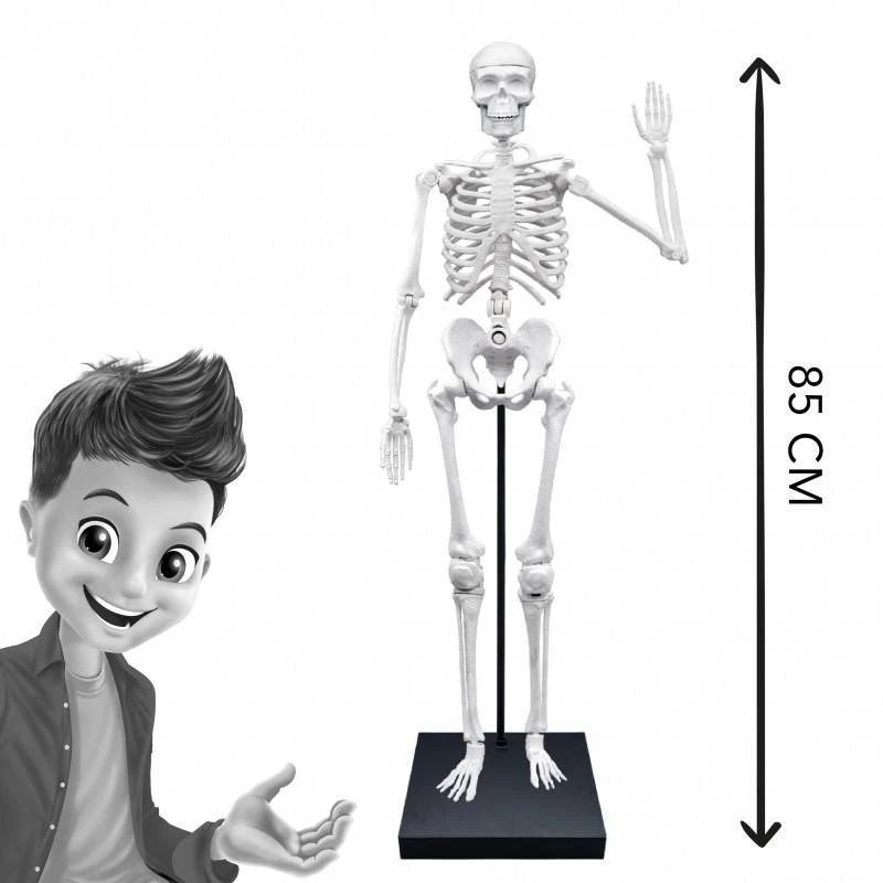 Buki France Buki Skeletas 85 cm