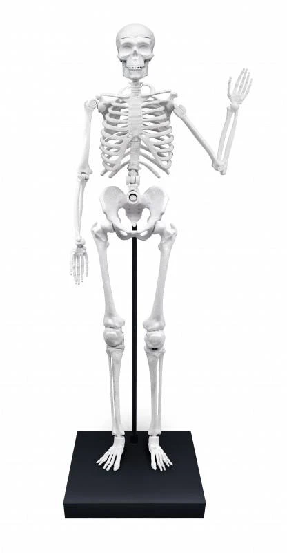 Buki France Buki Skeletas 85 cm