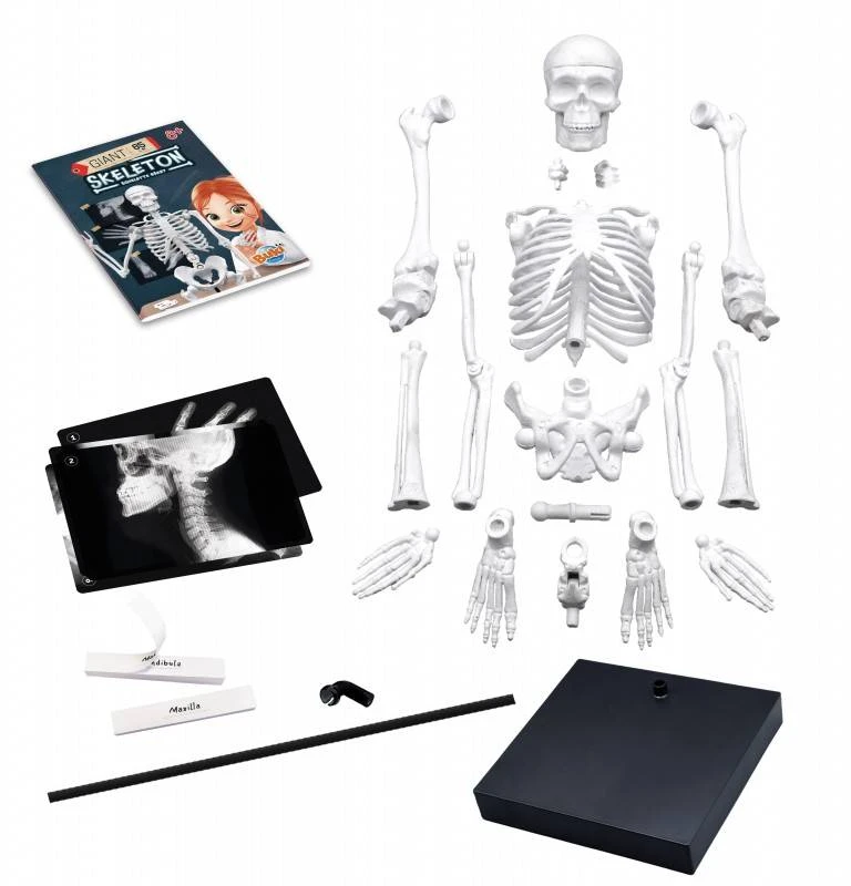 Buki France Buki Skeletas 85 cm