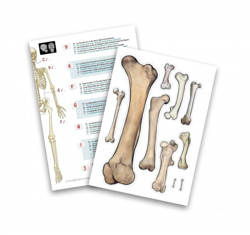 Buki France Skeletas 45 cm, Buki