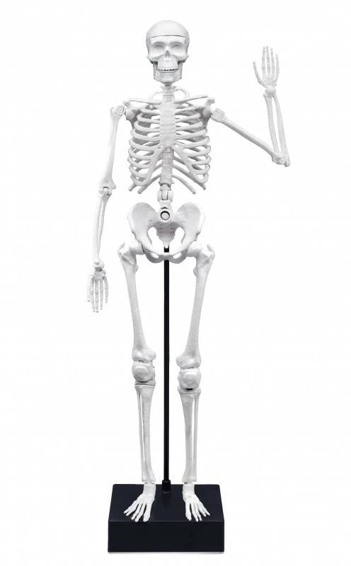Buki France Skeletas 45 cm, Buki
