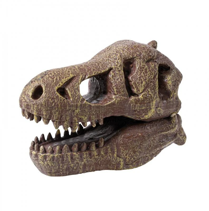 Buki France Dinozauro kaukolė - Tyrannosaurus, Buki