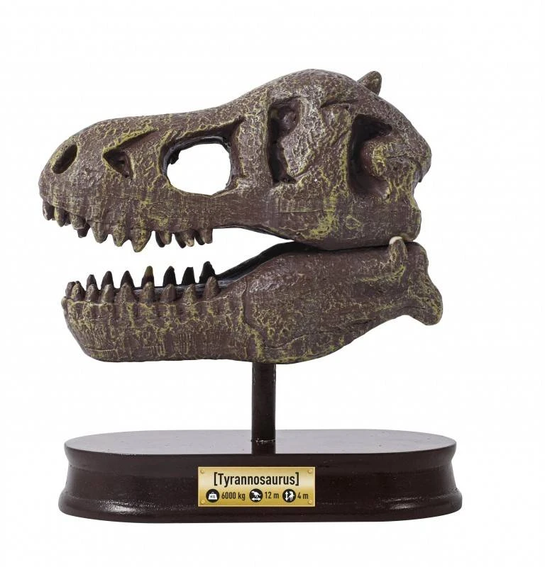 Buki France Dinozauro kaukolė - Tyrannosaurus, Buki