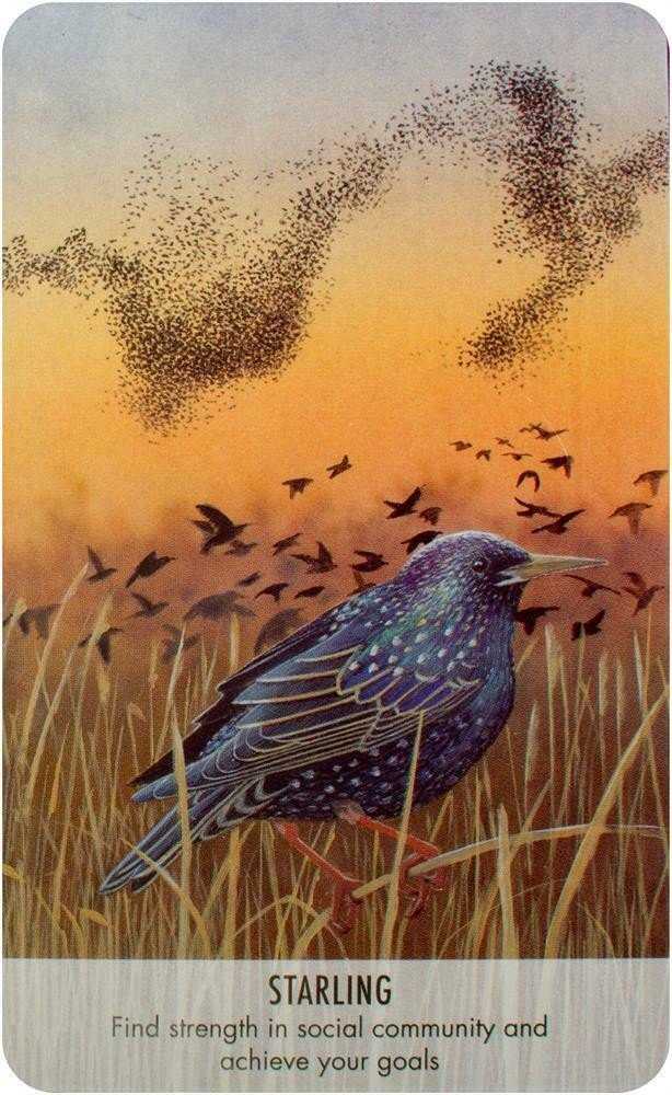 KNYGA Bird Messages Kortos Cico Books