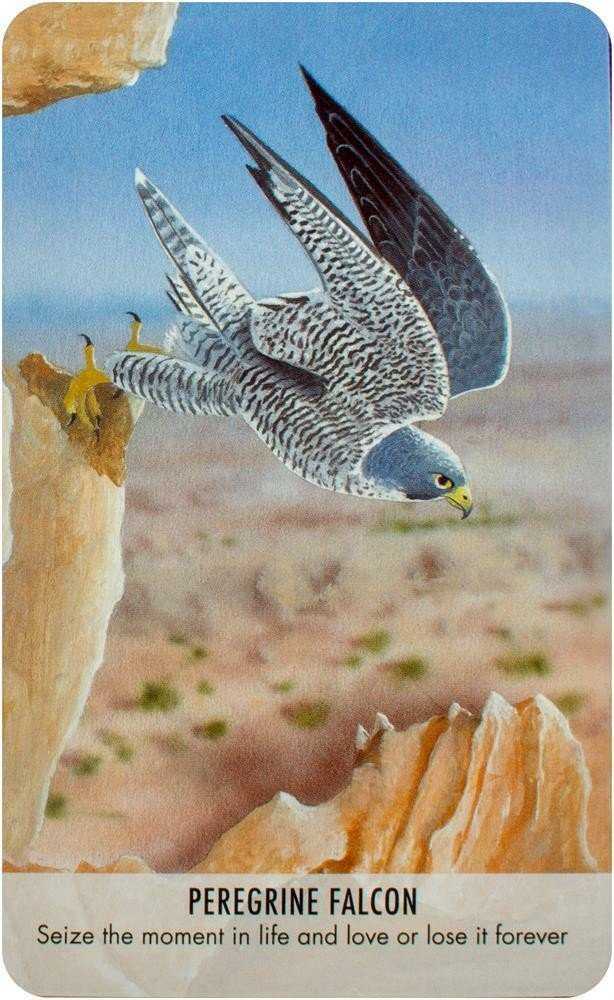 KNYGA Bird Messages Kortos Cico Books