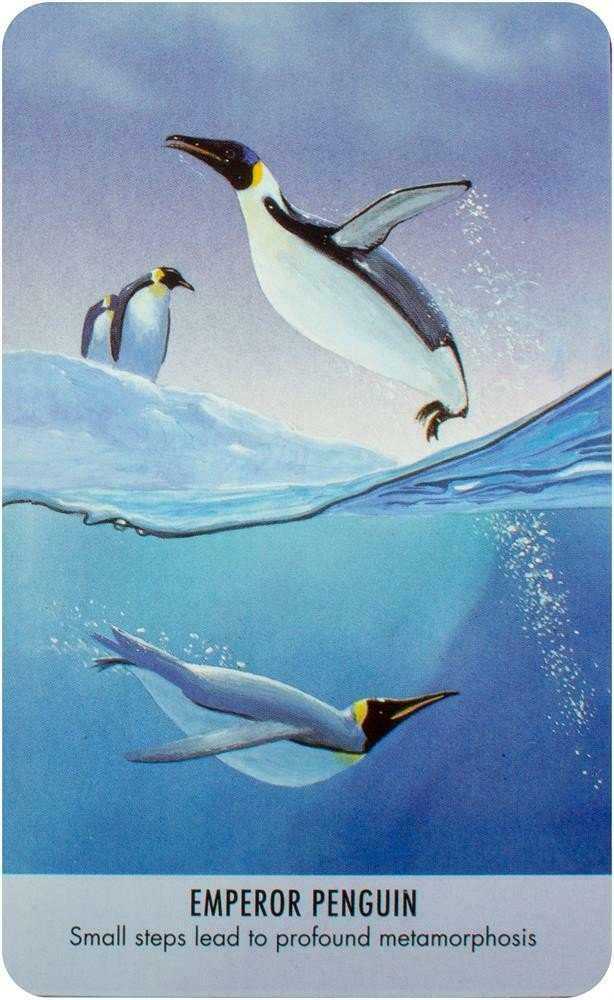 KNYGA Bird Messages Kortos Cico Books