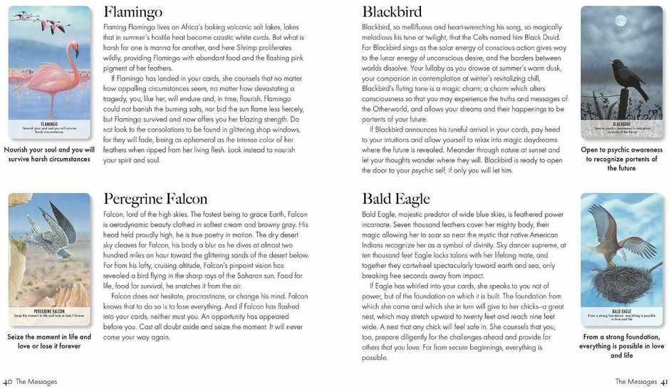 KNYGA Bird Messages Kortos Cico Books