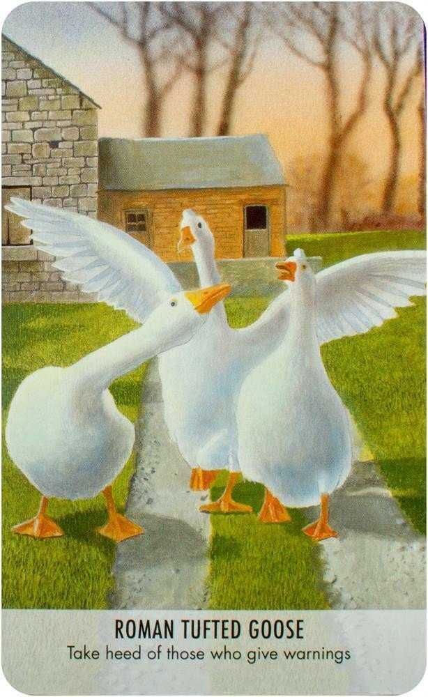 KNYGA Bird Messages Kortos Cico Books