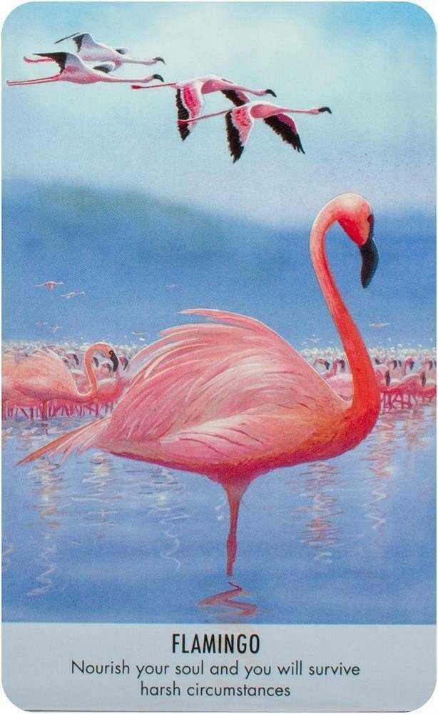 KNYGA Bird Messages Kortos Cico Books