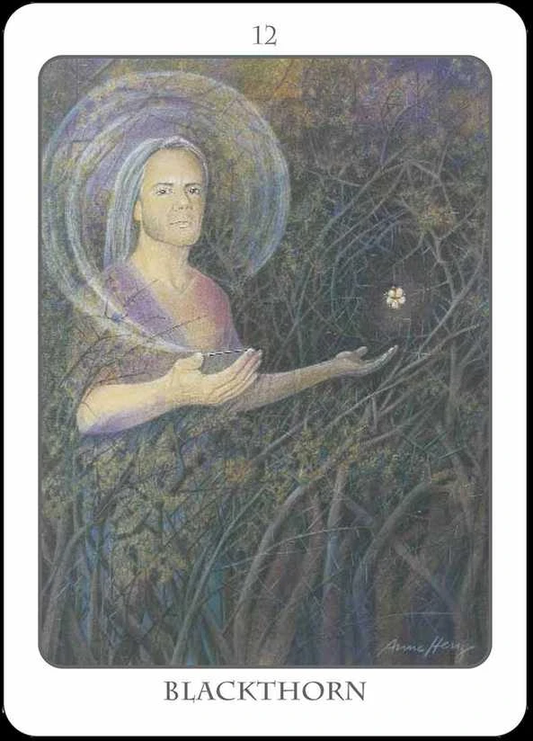 Earth Dancers Earth Dancer The Tree Angel Oracle Kortų Ir Knygos Rinkinys