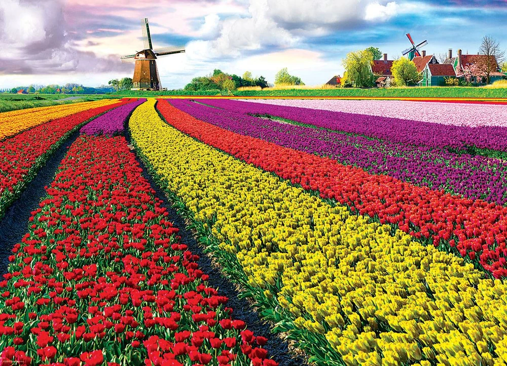 Tulip Eurographics 1000 detalių dėlionė „Tulpių laukai“ 67×49 cm – ryškus pavasario peizažas