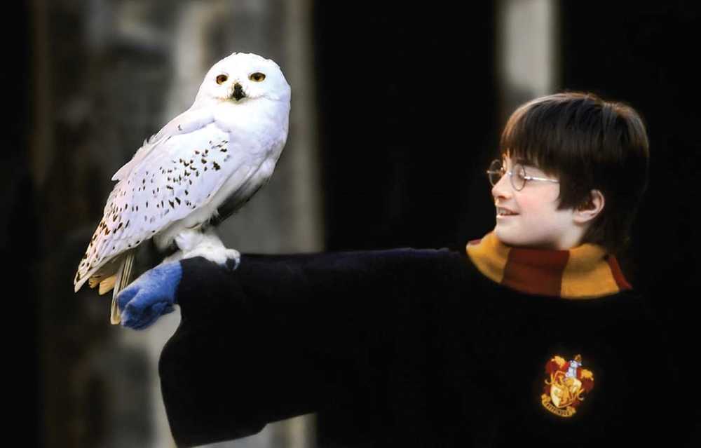 Dėlionė Insight Editions Kolekcinė Atvirukų Rinkinys - Harry Potter 100 Unikalių Atvirukų Tvirta Dėžutė
