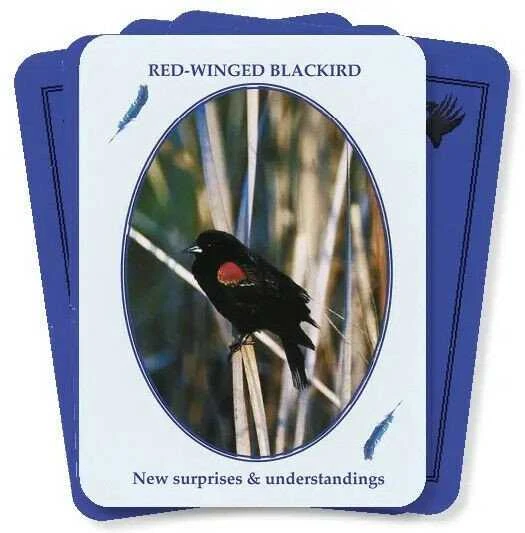 Kiti Prekiniai Zenklai Dragonhawk Publishing Feathered Omens Spiritual Kortos