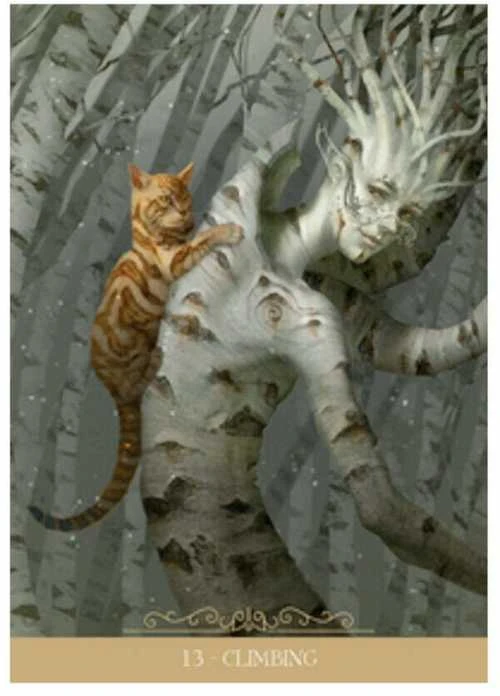 Orakulo Kortos Lo Scarabeo Barbieri Fantasy Cats