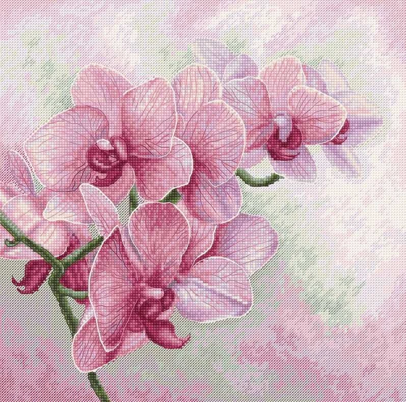 luca S Grakščiosios orchidėjos SB7009