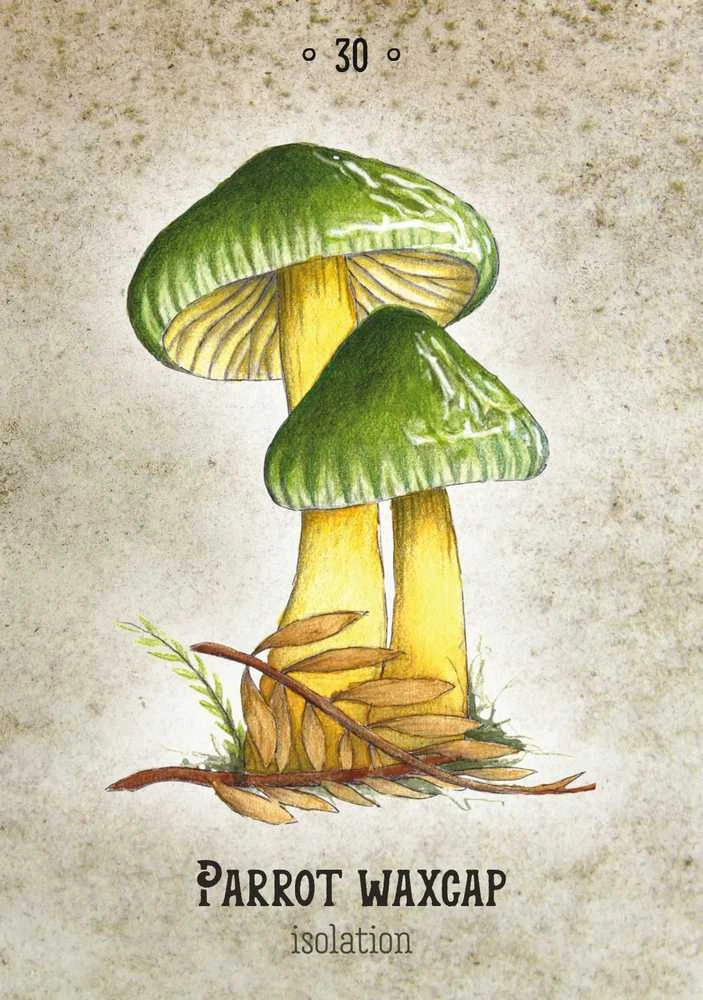 Rockpool Publishing Mushroom Spirit Oracle Kortos