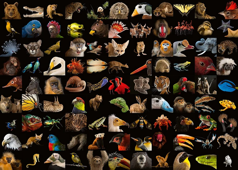 Ravensburger 1000 Puzzle Dėlionė: Stunning Animals