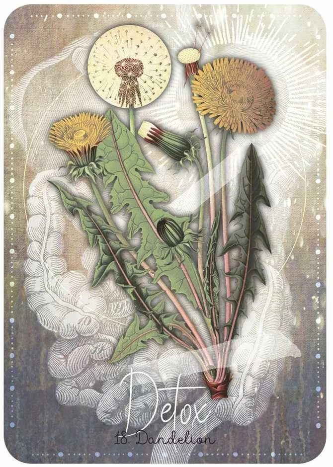 Rockpool Magickal Herb Oracle Kortos