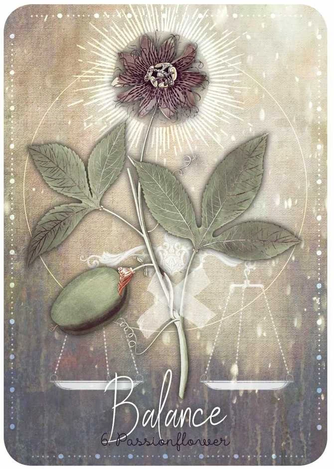 Rockpool Magickal Herb Oracle Kortos