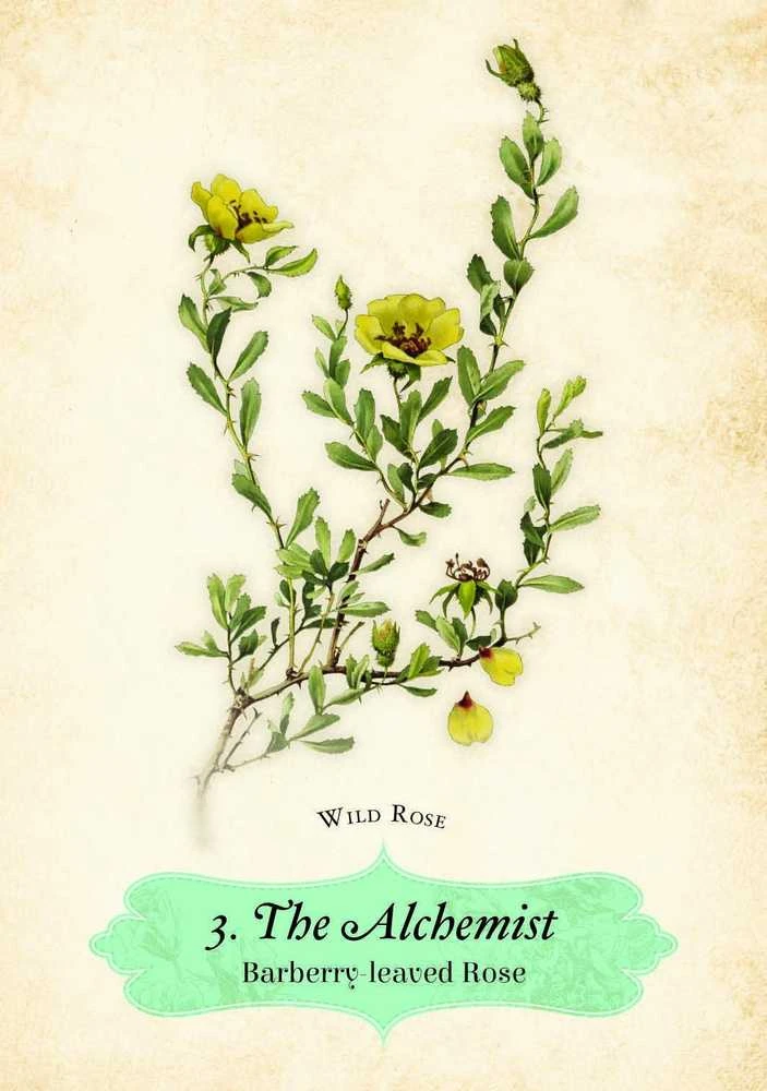 Rockpool Oracle Of The Roses kortos