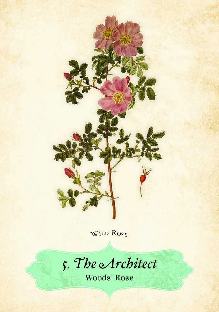 Rockpool Oracle Of The Roses kortos