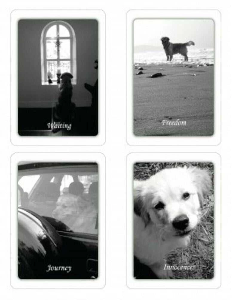 Schiffer Publishing Simple Wisdom Of The Household Dog Kortos