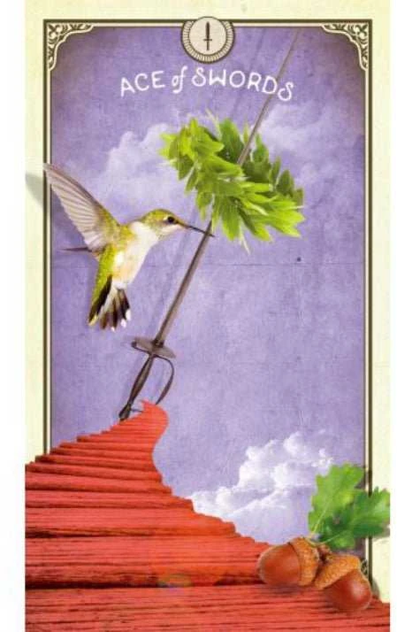Taro Kortos Hay House The Tarot Of Curious Creatures