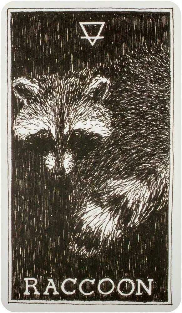 Harper One The Wild Unknown Animal Spirit Oracle Kortų Ir Knygos Rinkinys
