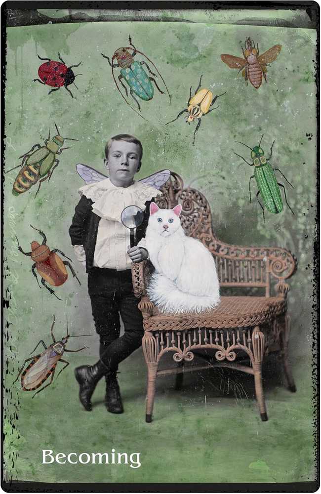 Weiser Books The Oracle of Rewilding orakulo kortos – gyvūnų išminties galia