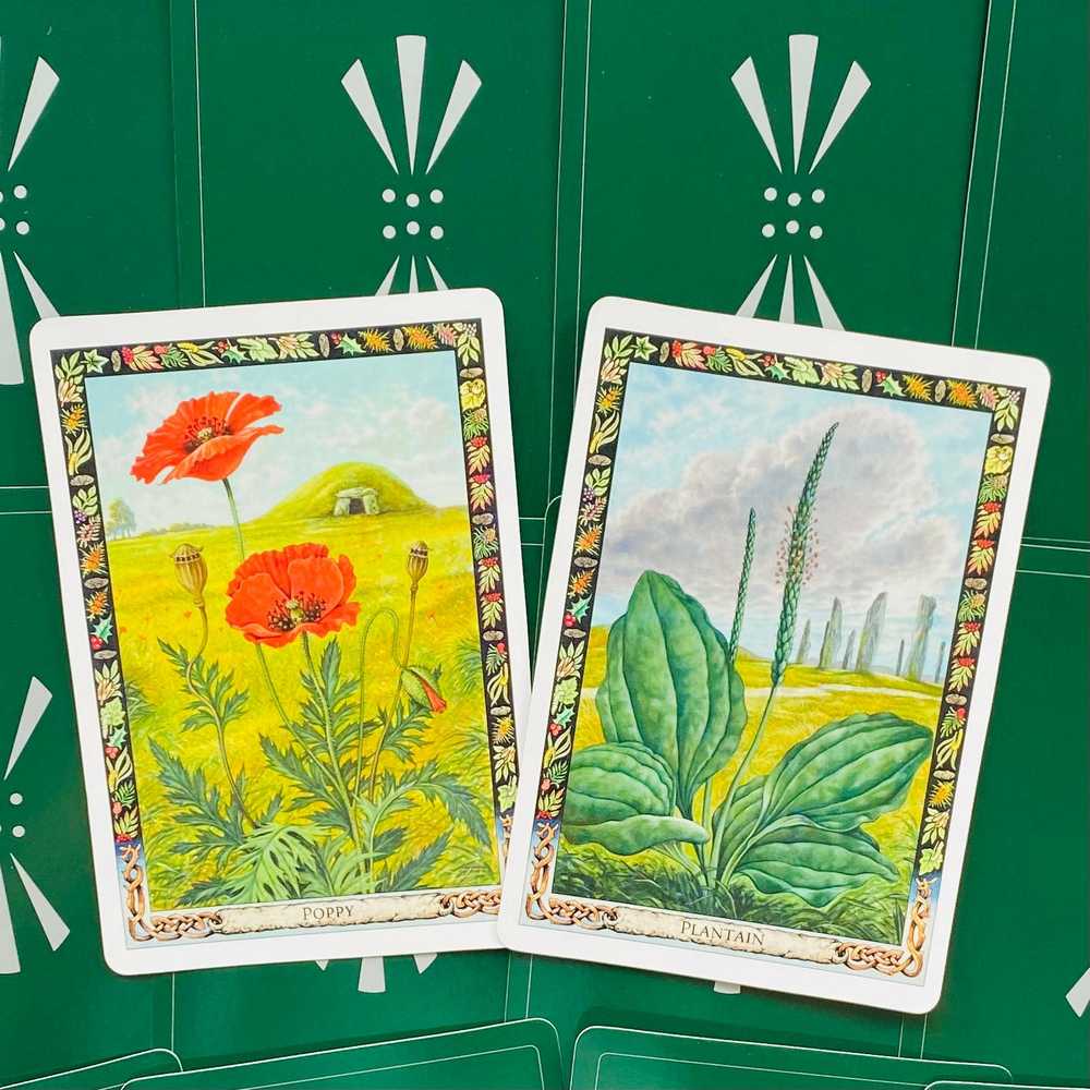 KNYGA Welbeck Publishing The Druid Plant Oracle Kortos