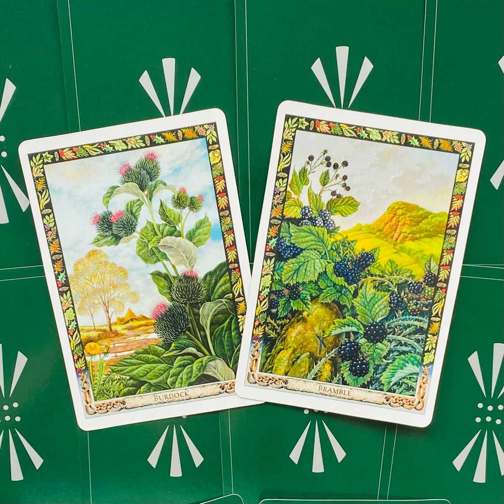 KNYGA Welbeck Publishing The Druid Plant Oracle Kortos
