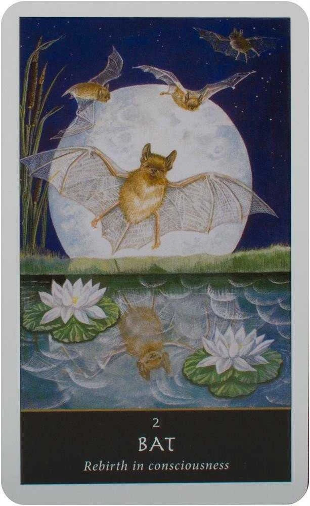 Welbeck Publishing The Witches Oracle kortos
