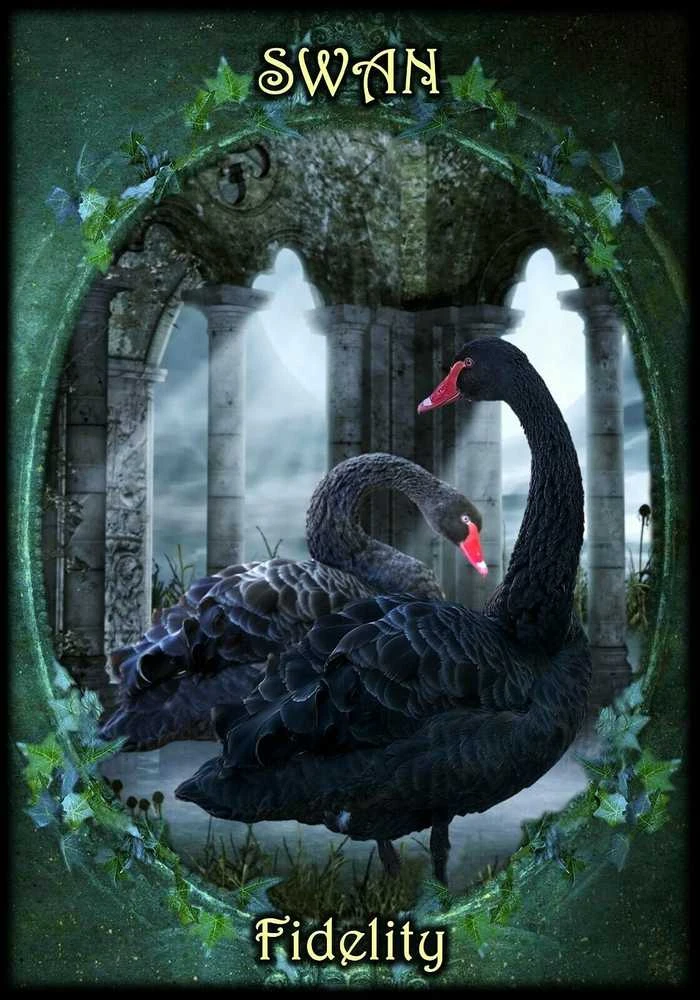 Solarus Witches Familiars Oracle Kortos