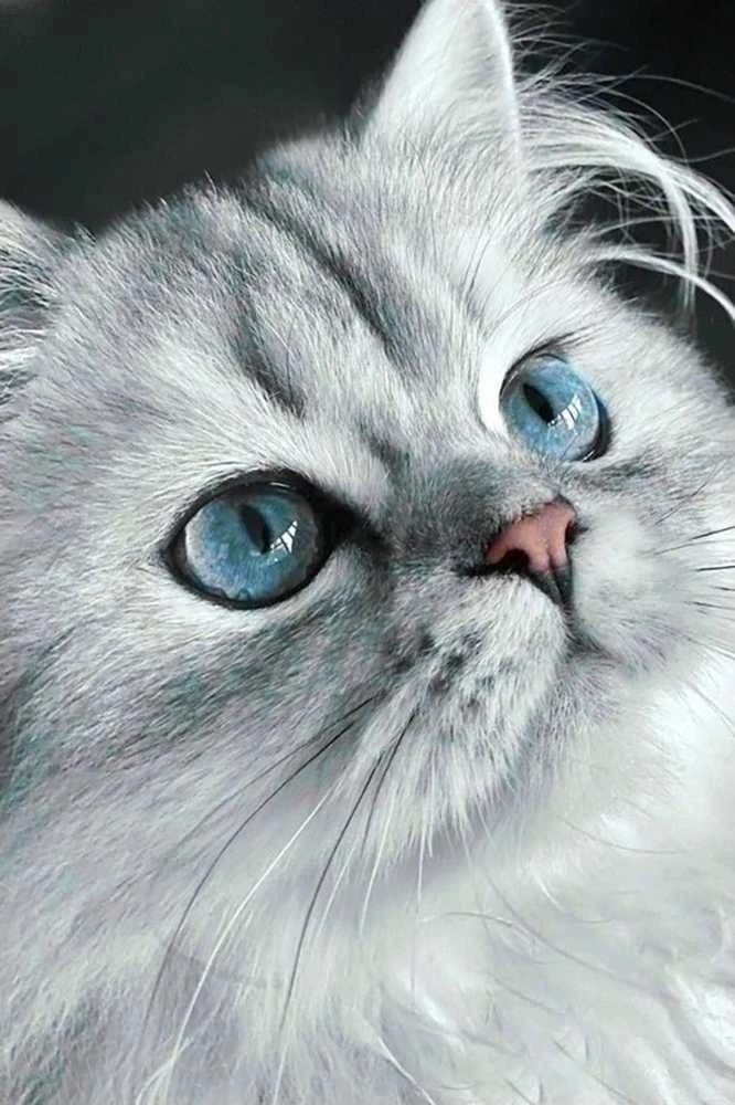 Wizardi Deimantinis paveikslas Cat eyes 20*30 cm WD3003