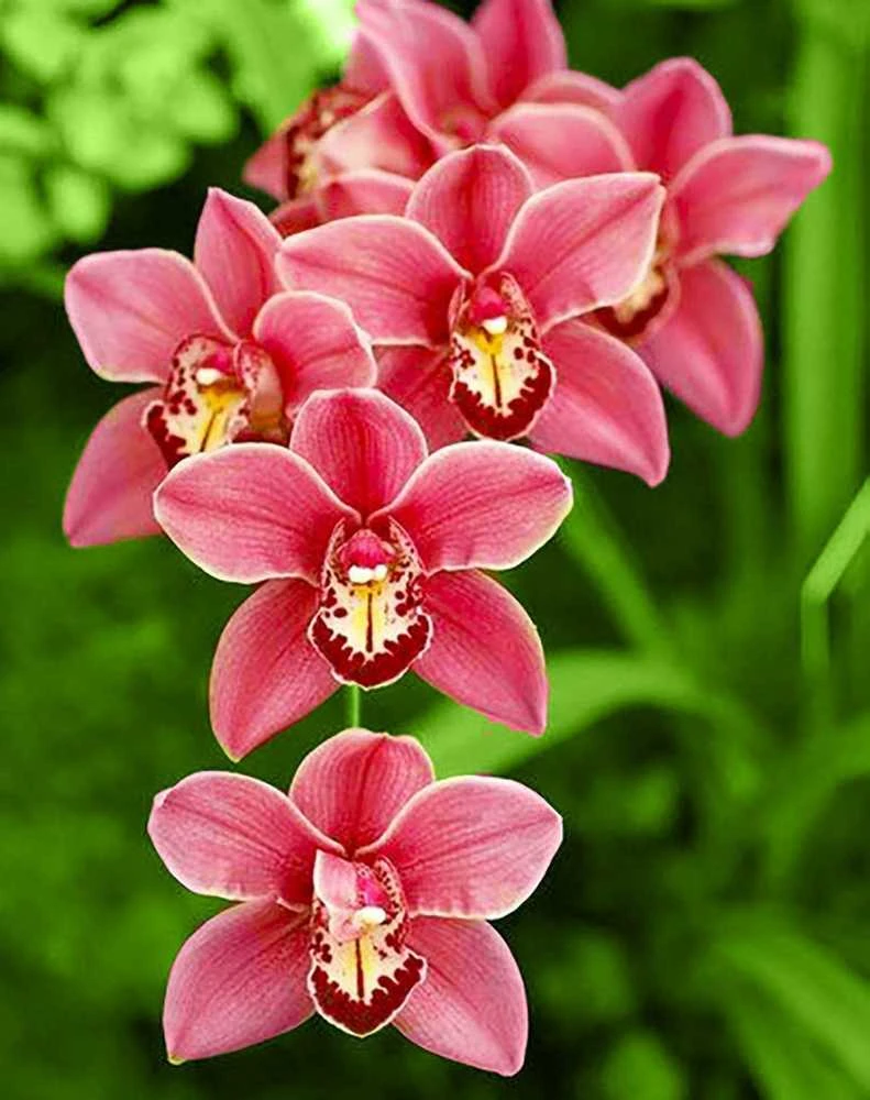 Wizardi Deimantinis paveikslas Cimbidium WD033 38*48 cm