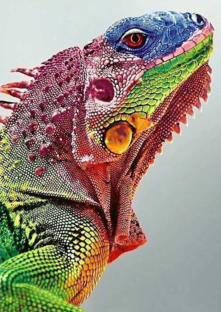 Wizardi Deimantinis paveikslas Iguana WD065 27*38 cm