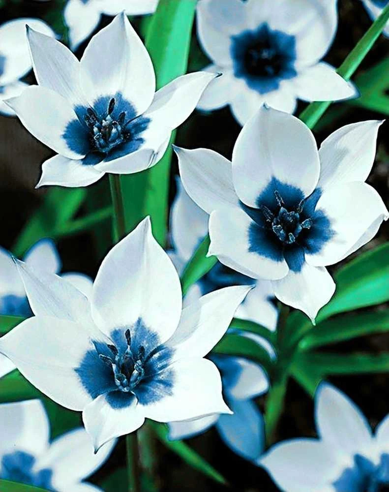 Wizardi Deimantinis paveikslas Mėlyna Eye Tulips WD034 38*48 cm