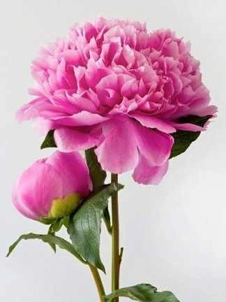 Wizardi Deimantinis paveikslas Rožinė Peony WD276 15*20 cm