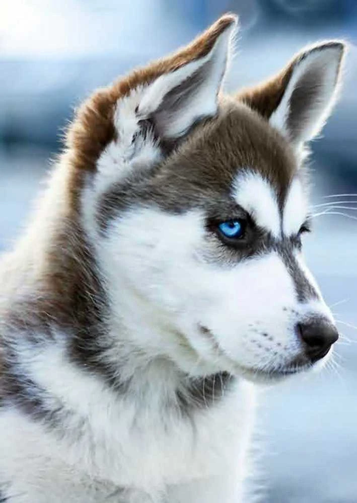 Wizardi Deimantinis paveikslas Snow Dog WD088 27*38 cm