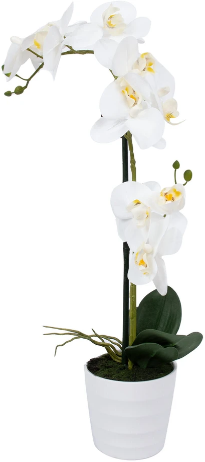 Home4You Orchidėja "WIND IN GARDEN" H51cm, balta