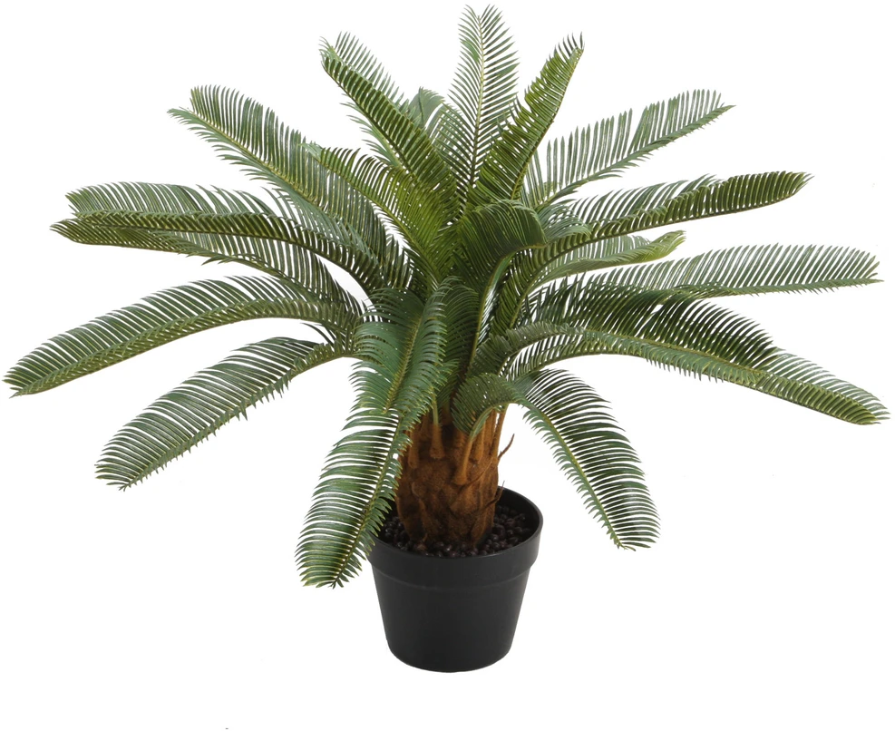 Home4You Žalias augalas CYCAS, aukštis 70 cm, juodas vazonas