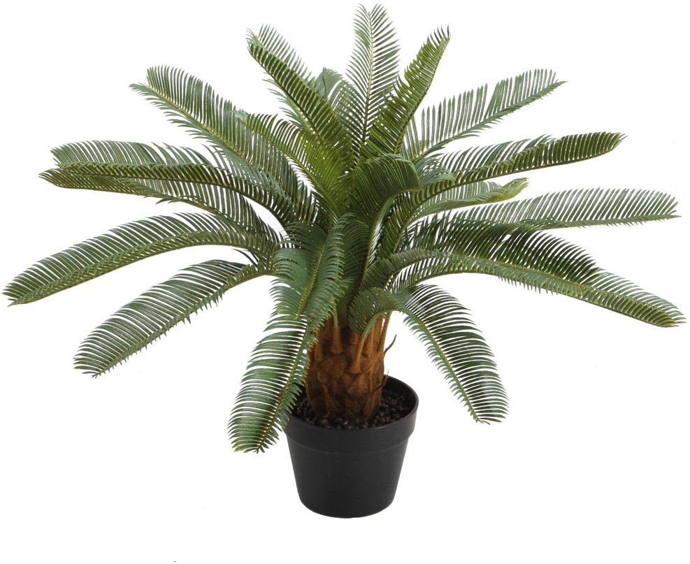 Home4You Žalias augalas CYCAS, aukštis 70 cm, juodas vazonas