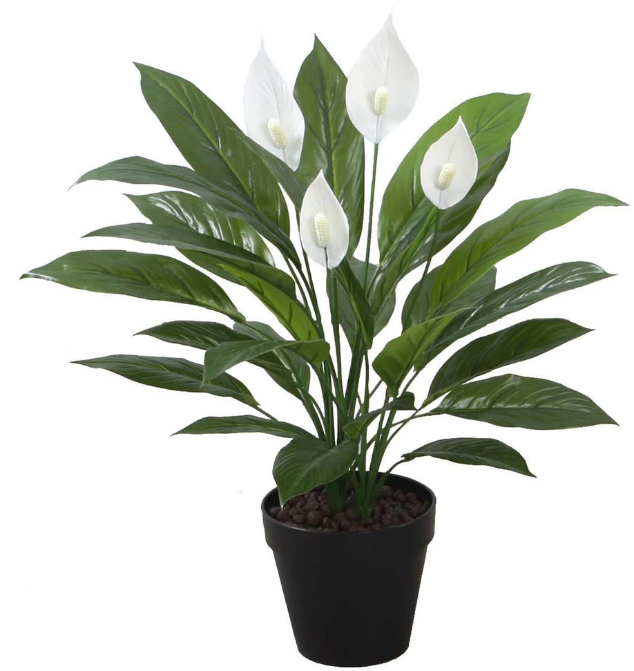 Home4You Žalias augalas SPATHE, aukštis 60 cm, baltos spalvos, juodas vazonas