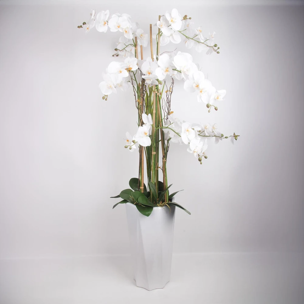 Home4You Orchidėja GARDEN QUEEN H132cm, balta