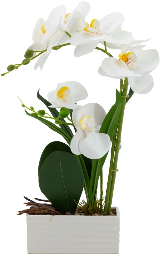 Home4You Orchidėja „GREENLAND“ H41 cm, baltas vazonas, balta gėlė