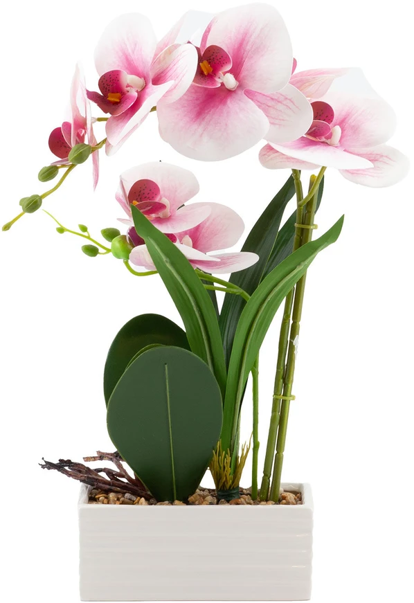 Home4You Orchidėja „GREENLAND“ H41 cm, baltame vazonėlyje, šviesiai rožinė gėlė