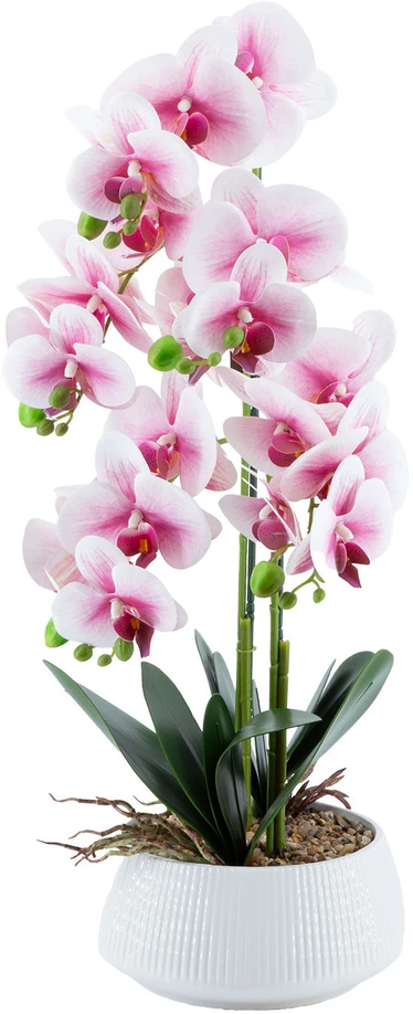 Home4You Orchidėja „GREENLAND“ H68 cm, baltas vazonas, šviesiai rožinė gėlė