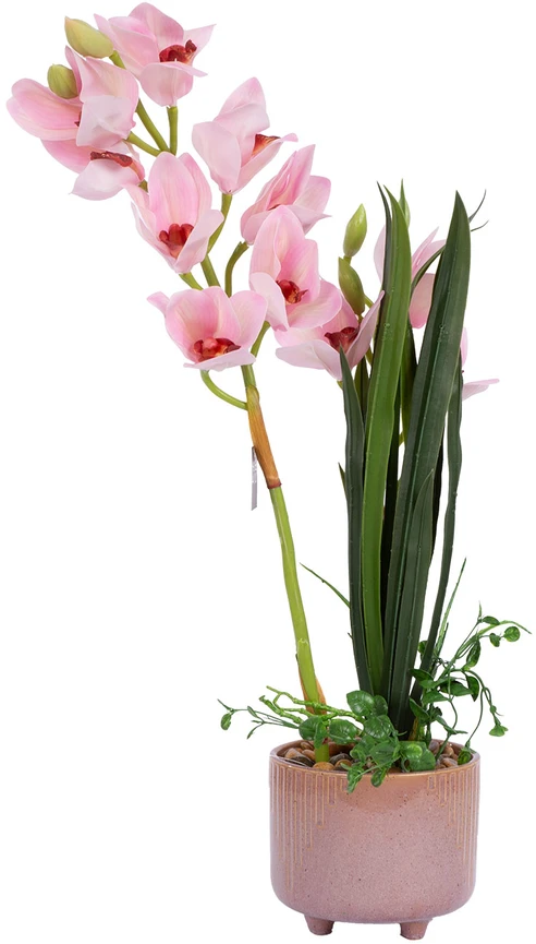 Home4You Rožinė Orchidėja GARDEN QUEEN H70cm, šviesiai rožinė